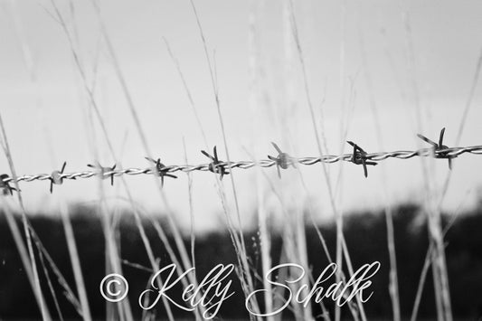 Barbed Wire photo print