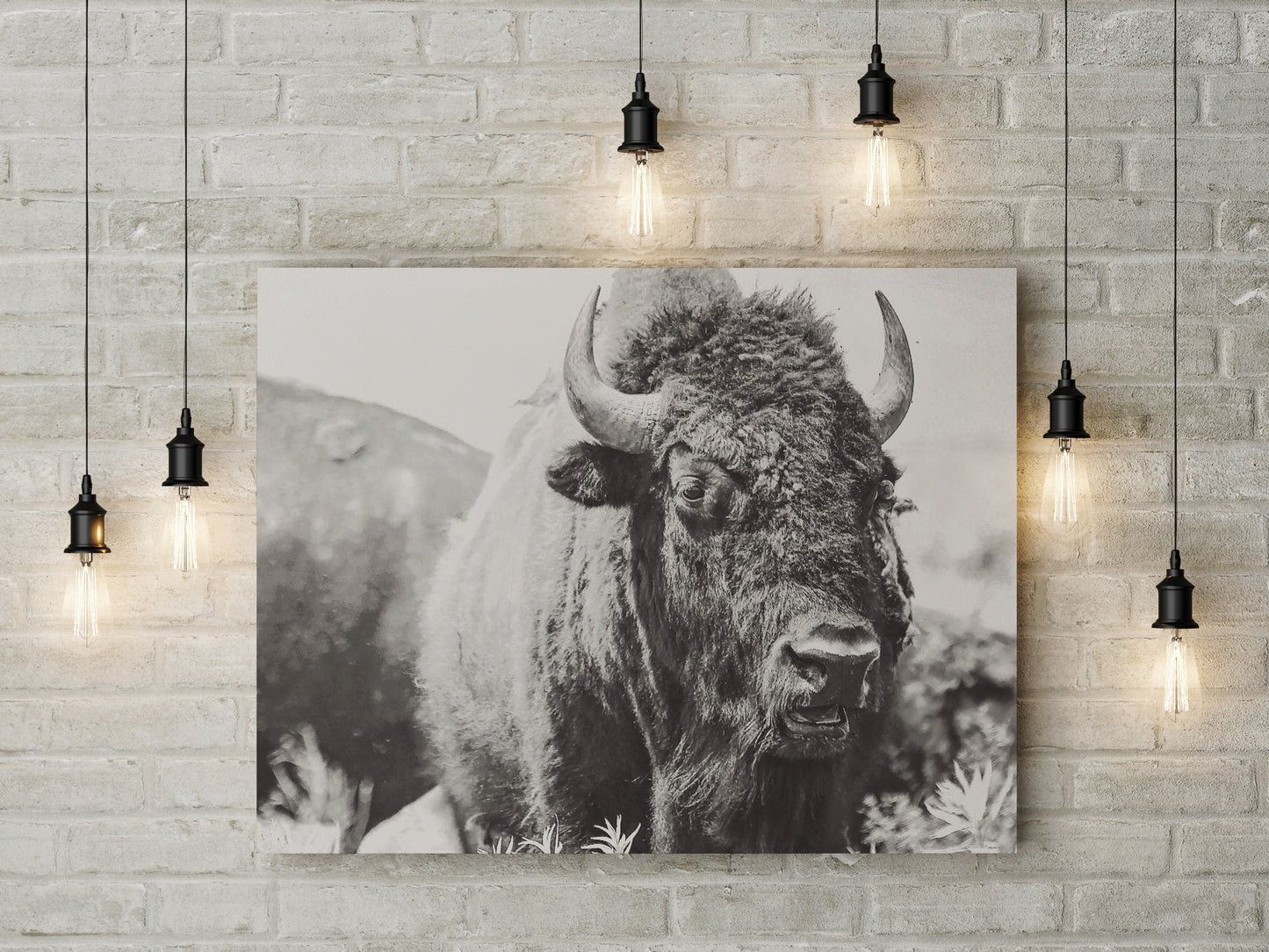 Canvas: Bison Close-Up B/W